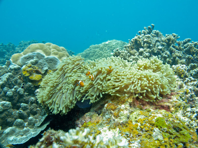 Clown Fish, Underwater Scene